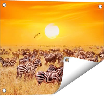 Gards Tuinposter Kudde Zebra's bij een Oranje Zonsondergang - 50x40 cm - Tuindoek - Tuindecoratie - Wanddecoratie buiten - Tuinschilderij