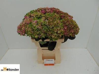 5x Hydr.mag.coral classic 60cm