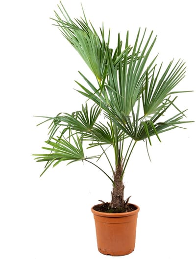 Bloomique - Trachycarpus Wagnerianus - Waaierpalm - Palmboom Winterhard - Tuinplanten - Hoogte 60-80 cm - Pot 21 cm
