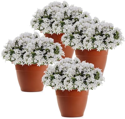 Plasticforte Plantenpot - 4x - terracotta bruin - 22 x 17 cm - bloempot - kunststof - rond