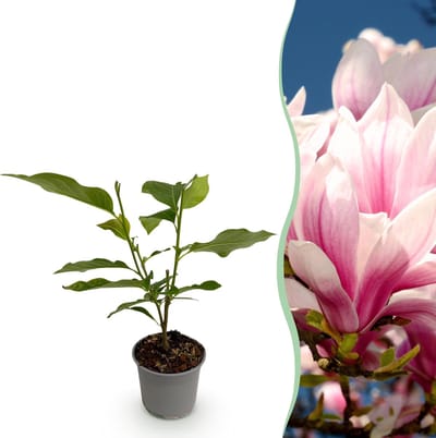Plantenboetiek.nl | Magnolia soulangeana - Bloem Roze - Bladverliezend - Weinig Onderhoud - Ø12cm - 30cm hoog - Tuinplant
