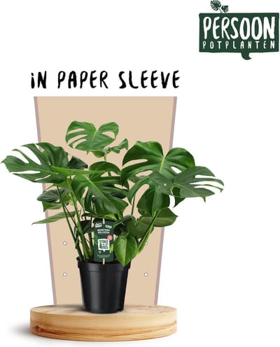 Plantenboetiek.nl | Monstera Deliciosa - Ø21cm - 65-75cm hoog - Kamerplant - Groenblijvend