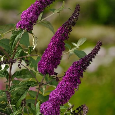 Plants Online BV - Planten - Tuinplanten - Heesters - Set van 1 - Butterfly Bush 'Ile de France'