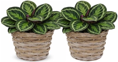 Mega Collections plantenmand Koudum - 2x - rotan - D35 x H25 cm - lichtbruin/grijs - planten/bloempot