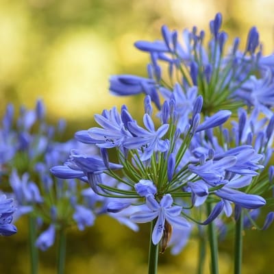 6x Agapanthus africanus 'Blue Giant' Pot 9x9cm - Prachtige blauwe Afrikaanse lelie