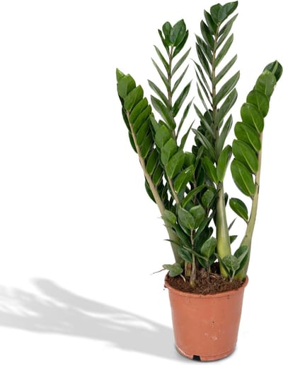 Hello Plants Zamioculcas Emerald Palm - Ø 14 cm - Hoogte: 50 cm - ZZ-Plant