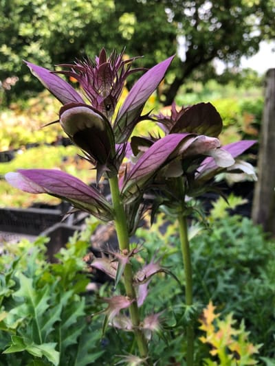 6 x Acanthus spinosus - Stekelige Berenklauw - P9 Pot (9 x 9cm) - Dima Vaste Planten