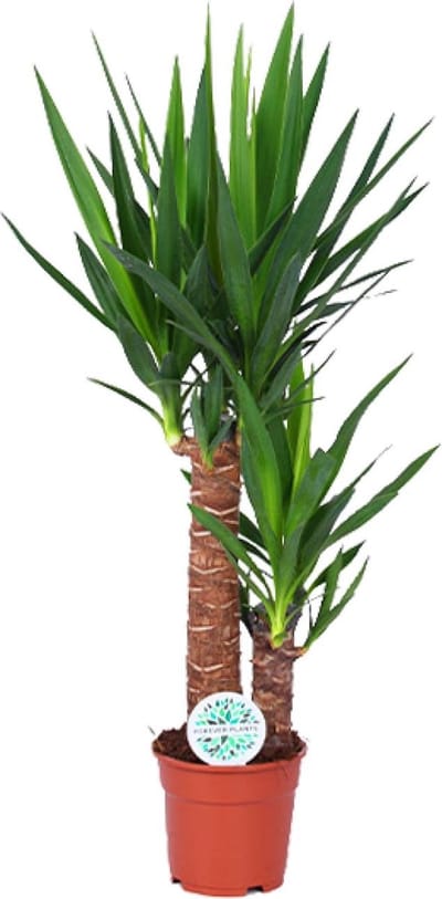 Plantenboetiek.nl | Yucca - Ø17cm - 70-80cm hoog - Kamerplant - Groenblijvend
