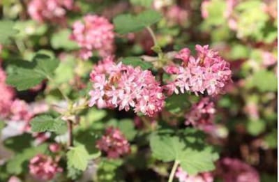 Ribes sanguineum 'Amore' - Siertrosbes 30 - 40 cm in pot