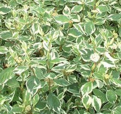 Cornus alba 'Sibirica' Variegata'- Kornoelje 50-60 cm in pot