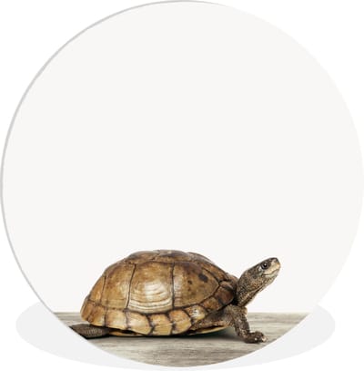 Wandcirkel kind - Decoratie kinderkamers - Kinderen - Schildpad - Dieren - Wit - Wanddecoratie jongens - Wanddecoratie meisjes - 90x90 cm - Kunststof
