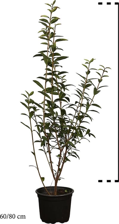 Plants Online - Haagplanten - Heesters - Gewone Liguster - Pot 60-80 cm - set van 10 - Bladverliezend - Bloeiende plant - Populair bij vogels - Snelle groeier
