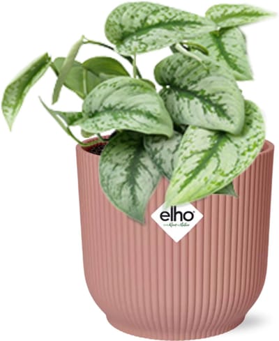 Plantenboetiek.nl | Scindapsus Pictus ‘Trebie’ in ELHO Vibes Fold roze - Ø14cm - 20cm hoog - Kamerplant - Groenblijvend