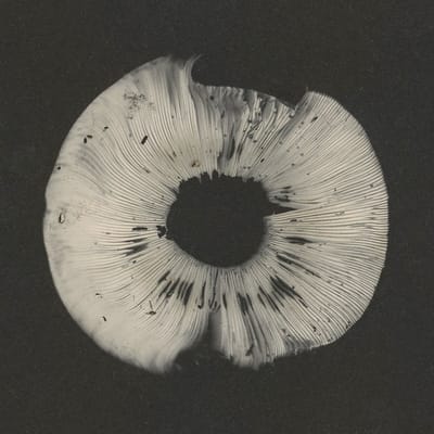 Cycles II