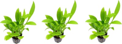 Levende aquariumplant Echinodorus amazonicus 5cm pot per 3 stuks