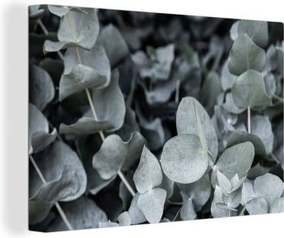 Canvas Schilderij Natuur - Planten - Eucalyptus - Bladeren - 30x20 cm - Wanddecoratie