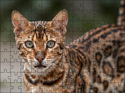 Puzzel Bengaalse kat | 120 stukjes | Dierenpuzzel | Kattenpuzzel