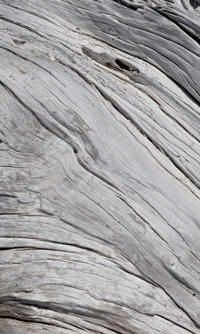 Fotobehang - Tree Texture 150x250cm - Vliesbehang