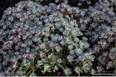 6x Vetkruid - Sedum spathulifolium ‘Cape Blanco’ | 9x9 cm pot