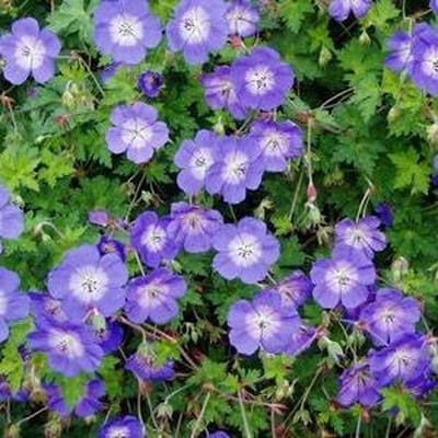 6 x Geranium  'Rozanne' - Ooievaarsbek pot 9x9cm