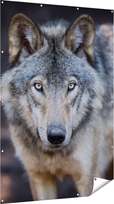 Gards Tuinposter Wolvenkop - Grijze Wolf - 120x180 cm - Tuindoek - Tuindecoratie - Wanddecoratie buiten - Tuinschilderij