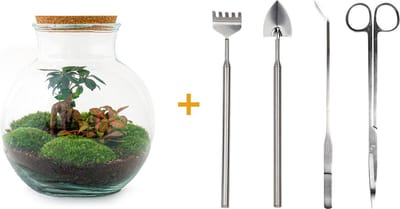 Glazen Plantenbak! - Teddy Bonsai -  26,5 cm - DIY - met hark, schep, pincet en schaar