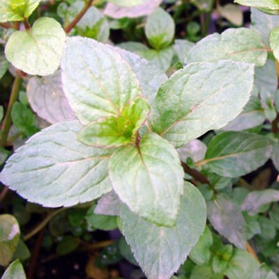 Pepermunt (Mentha piperita Senior) - - Vaste planten - Geurend - (Ook)-Voor in huis - Bodembedekkers - Zomerbollen - Voorjaarsbollen