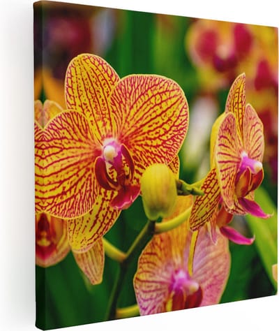 Artaza Canvas Schilderij Orchidee - 80x80 cm - Wanddecoratie Bloemen - Muurdecoratie Bloem - Schilderijen Op Canvas