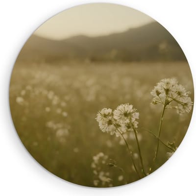 Saammp Muurcirkel Hout - Landschap - Wit - Bloemenveld met zonsondergang - Natuur - Ø 90 - Wandcirkel - Wanddecoratie Cirkel - Muurdecoratie Woonkamer - Slaapkamer decoratie - Rond Schilderij