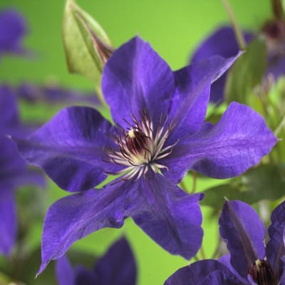 4x - Clematis, klimplant, kleur diep violet blauw, Clematis The President - 65cm - Ø15