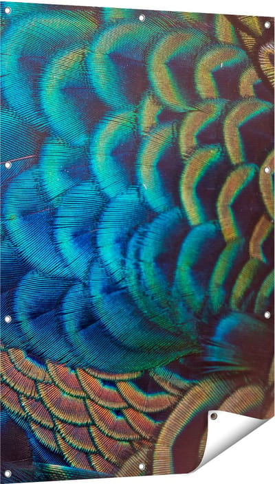 Gards Tuinposter Kleurrijke Pauw Veren van Dichtbij - 80x120 cm - Tuindoek - Tuindecoratie - Wanddecoratie buiten - Tuinschilderij