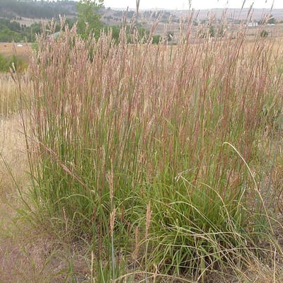 6 x Andropogon Gerardii - Baardgras - pot 9 x 9 cm - Prachtige Prariegras voor Tuin en Bloemschikken