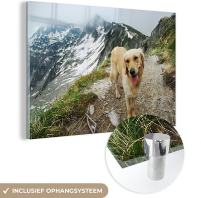 ® Glasschilderij 180x120 cm - Schilderij acrylglas - Een Golden Retriever op de bergpaden bovenop een berg - Foto op glas - Muurdecoratie woonkamer - Wanddecoratie slaapkamer - Schilderijen