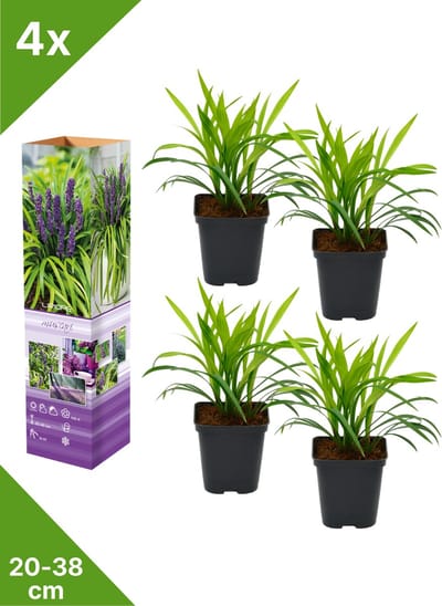 GARDENZO - 4x Leliegras (Liriope muscari 'Big Blue') - in P9 pot