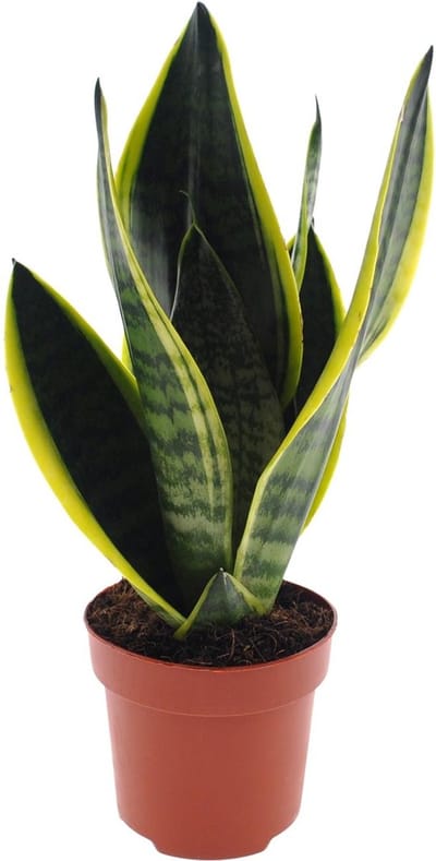Plantenboetiek.nl | Sansevieria Futura Superba - Ø12cm - 30cm hoog - Kamerplant - Groenblijvend - Cactus & Vetplanten