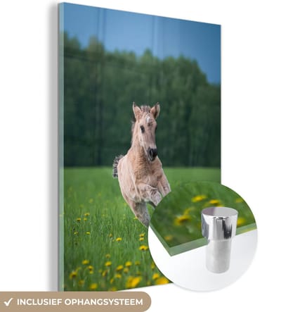 ® Glasschilderij 120x160 cm - Schilderij acrylglas - Paar maanden oud veulen galopperend in het veld - Foto op glas - Muurdecoratie woonkamer - Wanddecoratie slaapkamer - Schilderijen