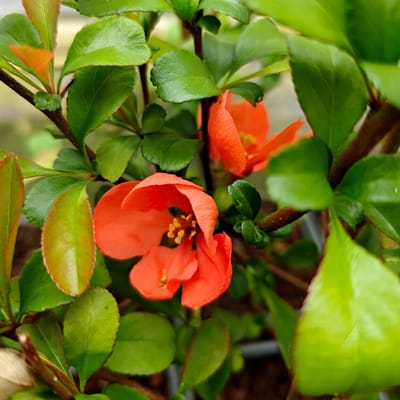 Set van 4 Japanse sierkwee - Chaenomelis Sup. 'Salmon Horizon' - Oranje-Roze bloem - 9cm pot