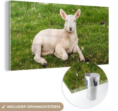 MuchoWow® Glasschilderij 40x20 cm - Schilderij acrylglas - Schaap - Dieren - Lam - Foto op glas - Schilderijen