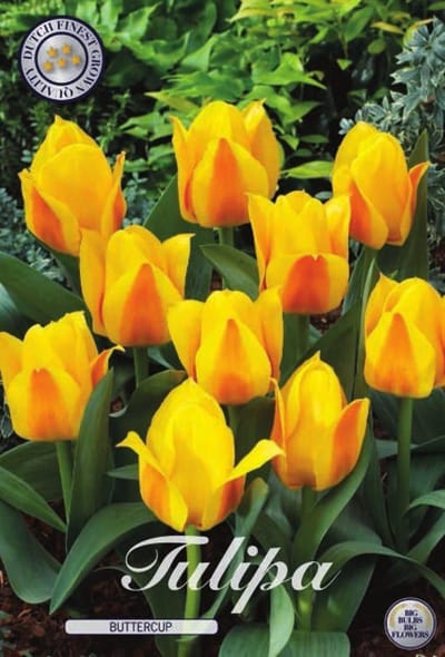 Buttercup Kaufmannia Tulpenbollen 10 stuks Bolmaat 12+