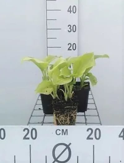 6x Funkia - Hosta plant. 'Grandiflora' | 9x9 cm pot