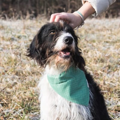 Hondenbandana en Vriendschapsarmband set - Verstelbare en Duurzame Hondenhalsband met Afneembare Bandana - Stijlvol en Comfortabel voor Hondenliefhebbers