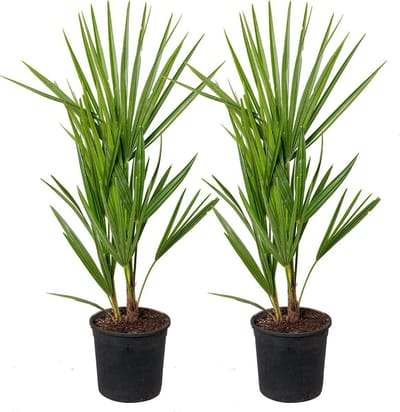 Bloomique - Set van 2 - Chamaerops Humilis - Europese Dwergpalm - Palmboom Winterhard - Tuinplanten - Hoogte 40-50 cm - Pot 15 cm