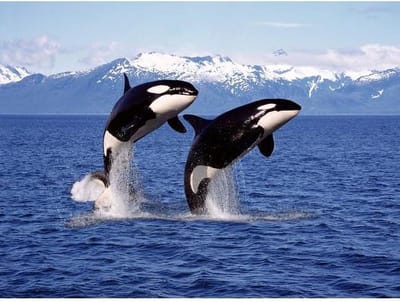 Kinderplacemats Set van 4 – Free Willy – 30x45 cm – Antislip – Afwasbaar Kunststof – Onderlegger voor Kinderen