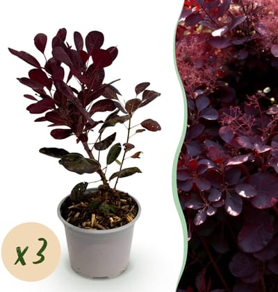Green boutiQ - Tuinplant - Cotinus coggyria Lilla - Paars 3 Planten - Bladverliezend - Weinig Onderhoud - Pot 12cm Hoogte 35cm