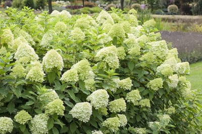 Hydrangea pan. Limelight - Set van 4 - Pluimhortensia - Pot 3 Liter - Lime Witte Bloem