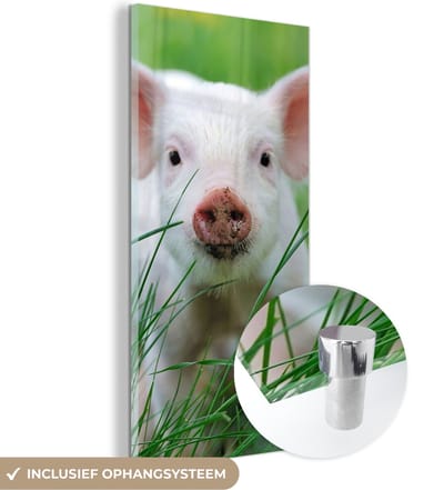 MuchoWow® Glasschilderij 20x40 cm - Schilderij acrylglas - Varken - Dieren - Big - Foto op glas - Schilderijen