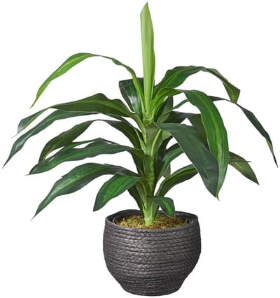 Kunstplant Dracaena fragans H60cm in mand zwart – HTT Decorations kunstplanten