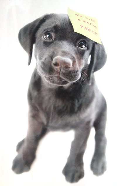 Luxe Wenskaart Zomaar - Hartelijk Gefeliciteerd - By Myrna - Hond Puppy - 14,5x21cm - Dubbele Kaart - Met Envelop - Luxe Wens Kaart - Greeting Card - 1 Stuks - In Folie Verpakt - Birthday - Geburtstag - Anniversaire - Gratis Verzonden