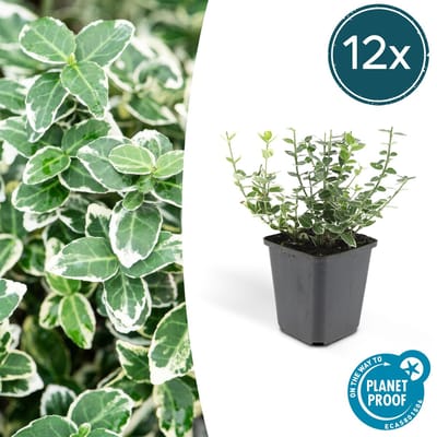 Tuinplantenshop.com | Euonymus fort. 'Emerald Gaiety' | 12 stuks - Ø9cm - 10-25cm hoog - Tuinplant - Multideal