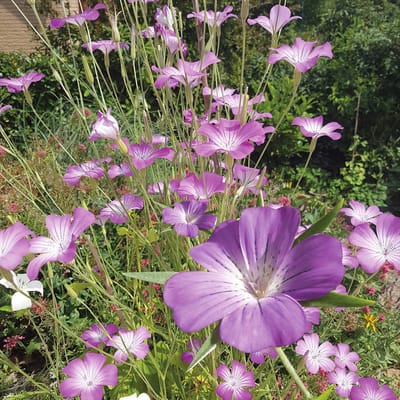 Sluis garden - Inheemse bloemenzaden - Bolderik - geproduceerd in Nederland